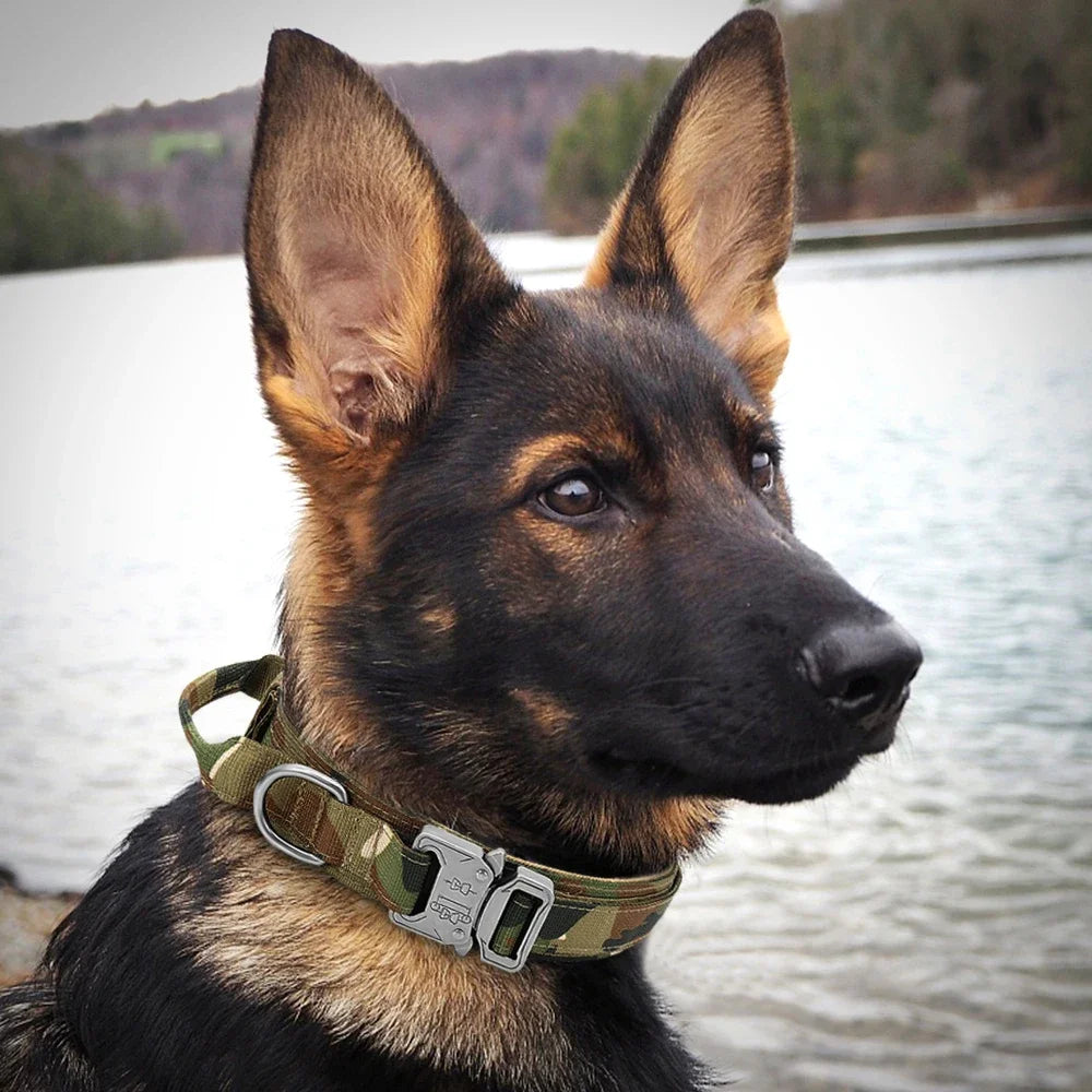 Robust, smidigt och enkelt halsband till din hund!